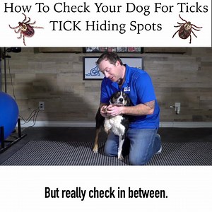 22K views · 115 reactions | McCann Professional Dog Trainers on Reels | Facebook