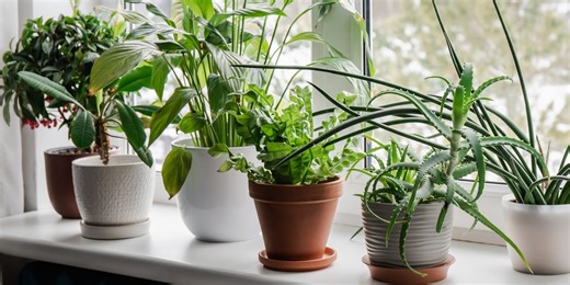 A quick guide to windowsill gardening