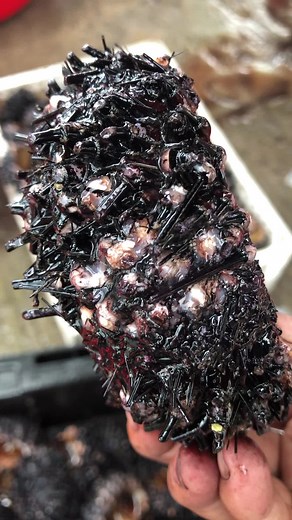 Exploring the Intricate Anatomy of Sea Urchins