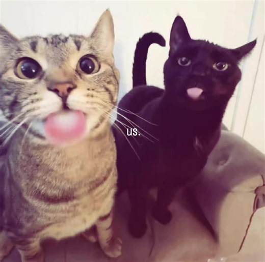 Understanding Relationship Dynamics with Cats