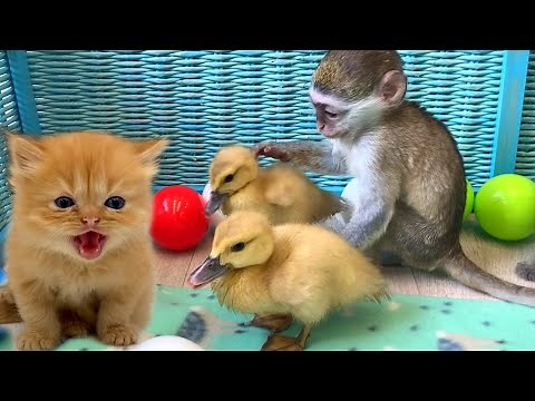 Babies monkey, kittens and ducklings play and take care of each other