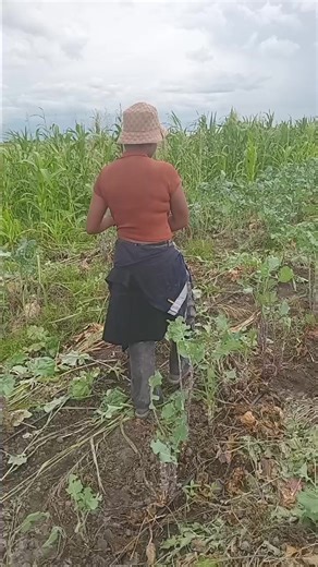 prunning vegetables👌