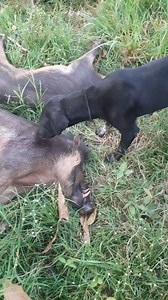 174K views · 1.5K reactions | Pemburu Hama 朗 #doglover #anjing #anjingkampung #anjingindonesia #burako #babihutan #babi #puncak #alam #alamindonesia #alamsulawesiutara #naturephotography #nature #fotografialam #reelsvideo #reelsfbシ #short #fyp #fb #reels #reelsfypシ2024 #goodvibes #viwes #vibesm #pemburu #reelsviral #pemburusulawesiutara #pejuangrupia | Michael Emor | Facebook