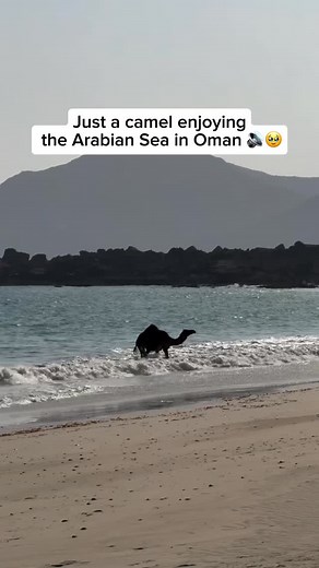 A camel enjoying the Arabian Sea in Salalah, Oman is a rare and tranquil sight. Salalah’s lush coastline and cool sea breeze offer a refreshing escape from the desert heat—even for camels! During the Khareef (monsoon) season, the dry landscape transforms into a green paradise, and it’s not uncommon to spot camels wandering along the shore, dipping their feet in the waves or simply lounging by the water. It’s their own version of a relaxing beach day! Video credit goes to @salimalkathiri20 Feel f