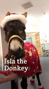 She’s sooo fluffy, I can’t even…🐴😍 | BBC Leicester