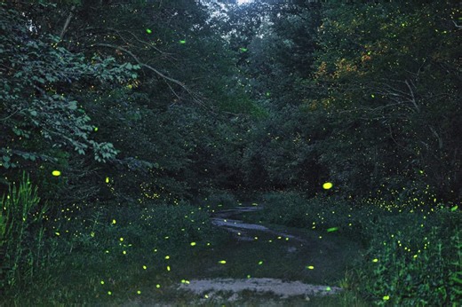 As firefly sightings decline, here’s how to create a certified habitat