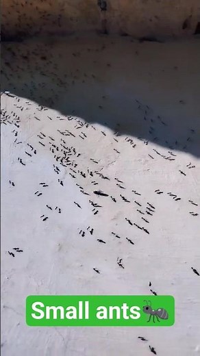 Small ants family 🐜 #ants #wildlife #village #animals
