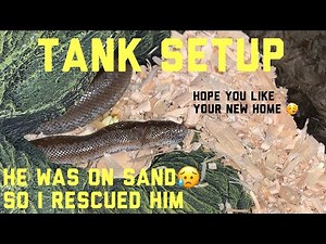 How to setup rosy boa enclosure