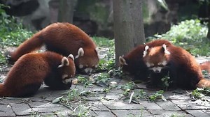 Red Panda Stock Footage Video (100% Royalty-free) 698818 | Shutterstock