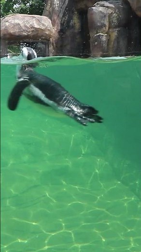 Penguin Coast is a Splashing Success