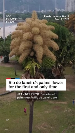 NPR on Instagram: "Decades-old palm trees in Rio de Janeiro are flowering for the first — and only — time.⁠ ⁠ The palms, which are native to southern India and Sri Lanka, can reach up to nearly 100 feet and produce millions of flowers using energy accumulated over decades. If the flowers are pollinated, they produce fruits that can become seedlings."