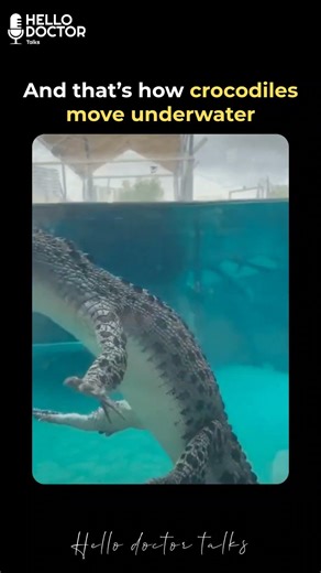 And that’s how crocodiles move underwater.