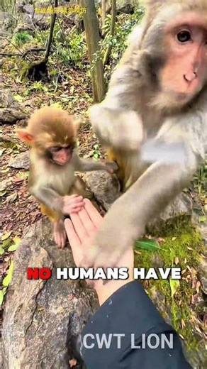 The monkey is very angry with humans.