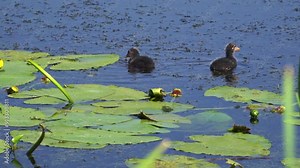 Video series of American Coot families on a lush Canadian lake in summer. Captures nesting, feeding, and chicks exploring the water. Perfect for nature and wildlife projects.
