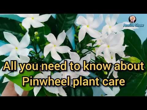 Pinwheel plant care and fertilizer tips/ How to care for Crepe Jasmine plant / Chandani plant care
