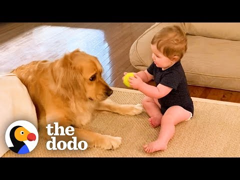 Golden Retriever Can't Wait To Play Fetch With Baby Brother | The Dodo