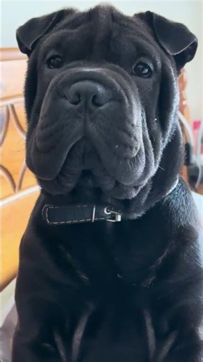 #Puppy #Shar Pei #Puppy #cute