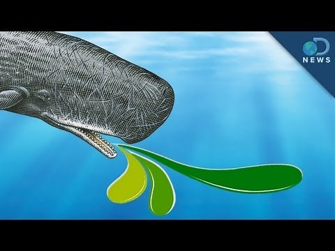 Whale Vomit's Worth More Than Gold