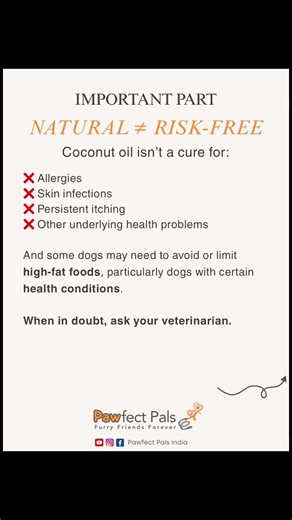 Coconut Oil for Dogs: Benefits, Uses & What Dog Parents Should Know | Pawfect Learning