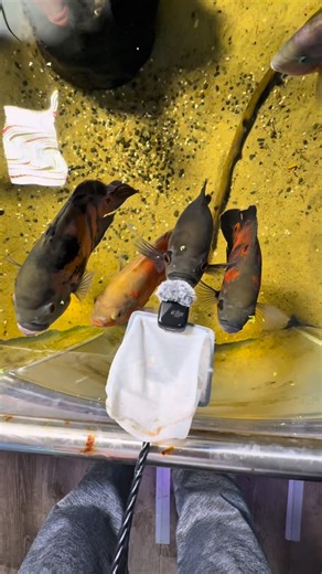 Cleaning my 1000 gallon pond! Algae is actually beneficial for aquatic ecosystems just like plants! Keeping algae alive in the tank can help reduce nitrates and keep fish healthy!! #aquarium #rayquatics #fishkeeping #monsterfish #fish | Rayquatics