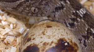 My new African Egg-eating snake eats an egg! Check out how an egg-eating snake will swallow an egg whole, crack it and then spit the rest of a quail egg out! BELLA Merch ▶ https://teespring.com/stores/brian-barczyk-lucyivy-merch REPTARIUM MERCH ▶ https://thereptarium.com/collections/merch VIRTUAL TOURS, PRIVATE TOURS, ENCOUNTERS & PARTIES - EMAIL ▶ TOURS@THEREPTARIUM.COM SUBSCRIBE TO BRIAN BARCZYK ▶ http://bit.ly/Sub2BrianBarczyk Watch More SNAKE EGGS | BRIAN BARCZYK : https://www.youtube.com/pl