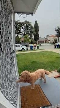 Neighbor's Dog Knocks On Their Door Every Day To Play With Their Dog | The Dodo