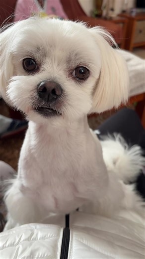 🤬#Maltese #dog #animal #dogtok #puppydog