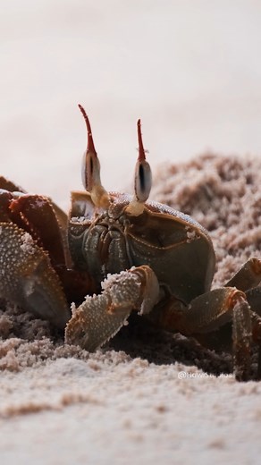 Ghost Crab digs burrow in sand Wincent iGLM5 #wildlife #nature #crab | HAWI Studios