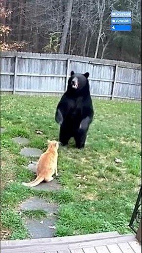 Brave Cat Faces a Bear — You Won’t Believe What Happens Next!