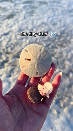Uncovering Shells: Post-Shelling Beach Finds