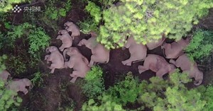 Herd of nomad elephants nap during trek across China
