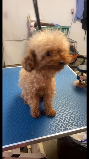 Toy Poodle Haircut Styles for a Cute Look