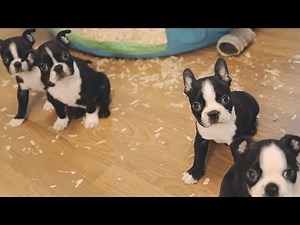 Boston Terrier Puppies - Week 6