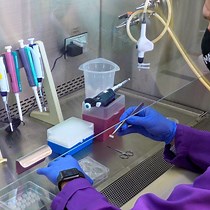 Video: Isolation and Time-Lapse Imaging of Primary Mouse Embryonic Palatal Mesenchyme Cells to Analyze Collective Movement Attributes