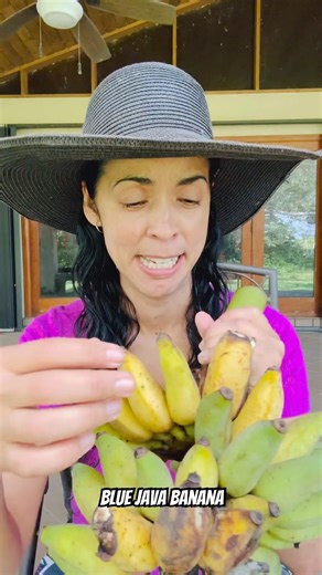Blue Java #bananas #frutatropical #farmlife #campo