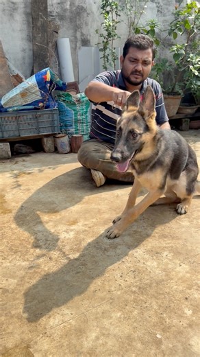 7.5K views · 78 reactions | German Shepherd Female Puppy  #dog | Sandha dip | Facebook