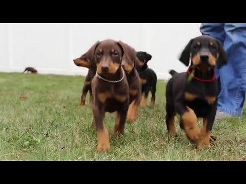 6 week old Doberman puppies