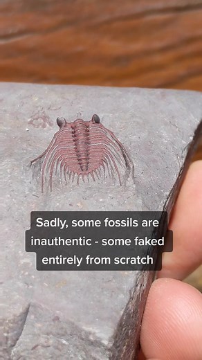 Please don't claim it's fake, it's a huge pain to edit the videos to prove people wrong. #fossil #trilobite #fossils #weird #curiosity #ancient #prehistoric #paleontology #geology #nature #naturalart #deeptime #deepocean #arthropod #rocks #crystals #learn #devonian #paleozoic #evolution #extinctanimals