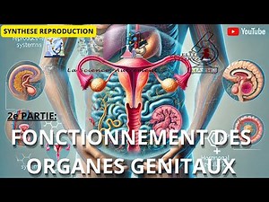 (TS/SVT)📽SYNTHESE REPRODUCTION🔬#2: Fonctionnement et Régulation des Organes Génitaux 🦴🧠