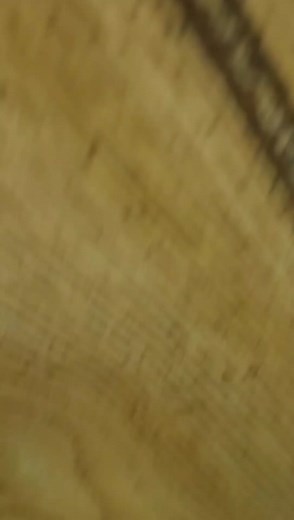 Throwing away your furniture won't help when you have hundreds of eggs all up & down the walls #fyp #foryou #foryoupage #foryourpage #bedbugs #exterminator #xyzcba #xyzbca #asmr