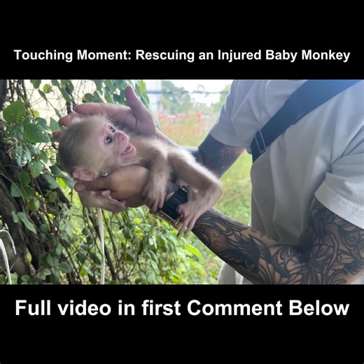 Touching Moment: Rescuing an Injured Baby Monkey A tiny, injured baby monkey was alone and scared — until a kind rescue changed everything. 🐒💛 Witness this touching moment of hope and healing! 👉 Watch the full video here: https://www.narinda.info/archives/2535 #AnimalRescue #BabyMonkey #TouchingMoment #kindnessmatters | Central Hub