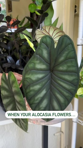 🌿CUT OFF YOUR ALOCASIA BLOOMS | Share Save🌿My mature alocasia dragon scale has the tendency to bloom multiple times a year.. and each time, I cut the bloom off. The blooms are ugly in my opinion (they’re not pretty like Hoya blooms) and they take energy from the plant so there’s less energy to grow new leaves. Also it’s most likely not going to get pollinated, so it serves no purpose.I probably noticed this bloom too late to notice a difference but in general you should cut off the bloom as so
