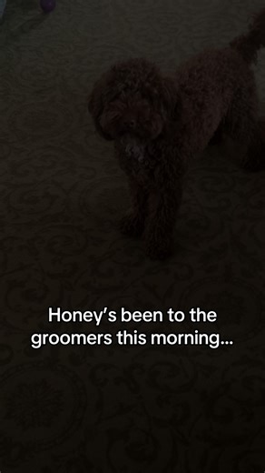 Fluffiness has gone #cockerpoo #cockapoolove #cockapoosoftiktoks #cockapoodaily #cockapoo #cockerpoosoftiktok #cockerpoopuppy #cockapoosofinstagram #cockerpuppy #cockerpoos #honey🍯🐝✨ #cockapoos #groomers #doggrooming #doggroomer