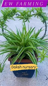 92K views · 11K reactions |  Heart Shape Spider Plant – Natural Home...