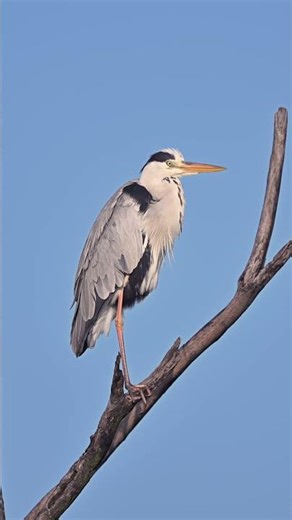 Majestic Grey Heron | Graceful Hunter of the Wetlands.