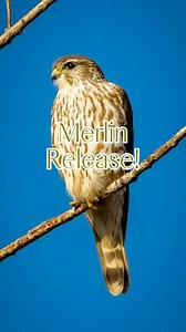Happy Freedom Friday! This Merlin was rescued by our ambulance after colliding with a window. Upon arrival at our hospital, the bird exhibited signs of head trauma and had blood in its mouth. Following a thorough intake exam, our veterinary staff developed a treatment plan, and the Merlin remained in our care for 22 days. The Merlin is a small falcon found across North America. It primarily preys on other birds, often catching them midair during high-speed pursuits. The Merlin's flight speed ave