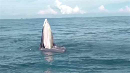 Unique predatory tactics of Bryde's whales discovered on S China's Weizhou Island