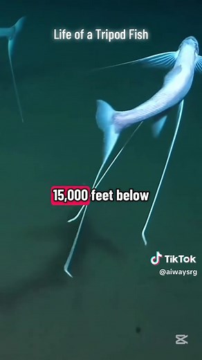 Tripod Fish: The Strange Deep-Sea 'Stilt Walker'