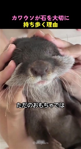 カワウソが石を大切に持ち歩く理由