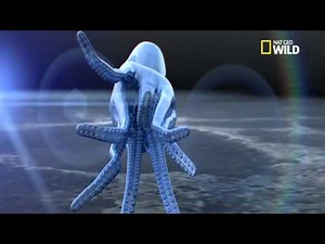 L'arme secrète du poulpe